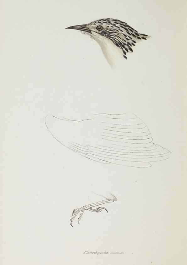 Reproducción/Reproduction 28686980253: A synopsis of the birds of Australia, and the adjacent Islands /. London :John Gould,1837.