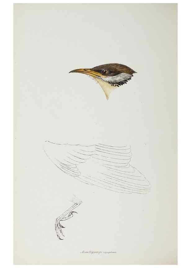 Reproducción/Reproduction 28685183684: A synopsis of the birds of Australia, and the adjacent Islands /. London :John Gould,1837.