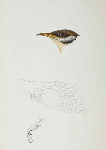 Reproducción/Reproduction 28685183684: A synopsis of the birds of Australia, and the adjacent Islands /. London :John Gould,1837.