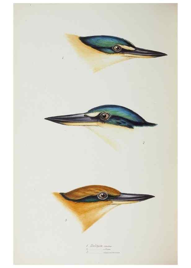 Reproducción/Reproduction 29199481012: A synopsis of the birds of Australia, and the adjacent Islands /. London :John Gould,1837.