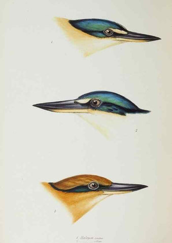 Reproducción/Reproduction 29199481012: A synopsis of the birds of Australia, and the adjacent Islands /. London :John Gould,1837.