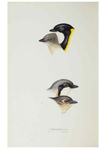 Reproducción/Reproduction 29273816896: A synopsis of the birds of Australia, and the adjacent Islands /. London :John Gould,1837.