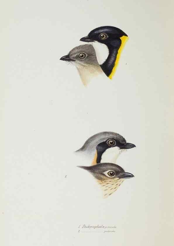 Reproducción/Reproduction 29273816896: A synopsis of the birds of Australia, and the adjacent Islands /. London :John Gould,1837.