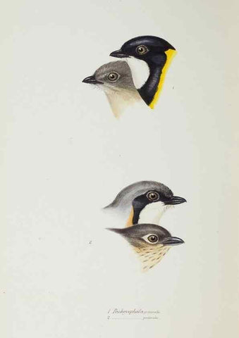 Reproducción/Reproduction 29273816896: A synopsis of the birds of Australia, and the adjacent Islands /. London :John Gould,1837.