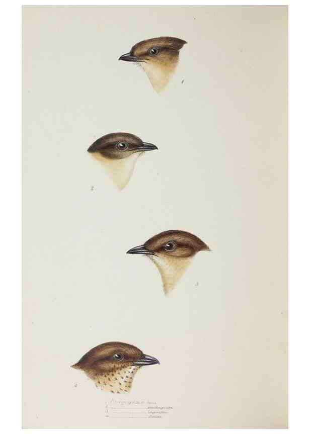 Reproducción/Reproduction 29229018561: A synopsis of the birds of Australia, and the adjacent Islands /. London :John Gould,1837.