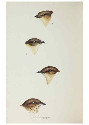 Reproducción/Reproduction 29229018561: A synopsis of the birds of Australia, and the adjacent Islands /. London :John Gould,1837.