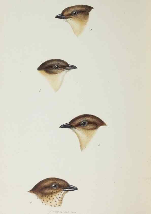 Reproducción/Reproduction 29229018561: A synopsis of the birds of Australia, and the adjacent Islands /. London :John Gould,1837.
