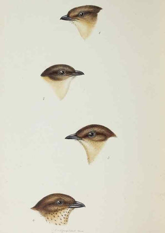 Reproducción/Reproduction 29229018561: A synopsis of the birds of Australia, and the adjacent Islands /. London :John Gould,1837.