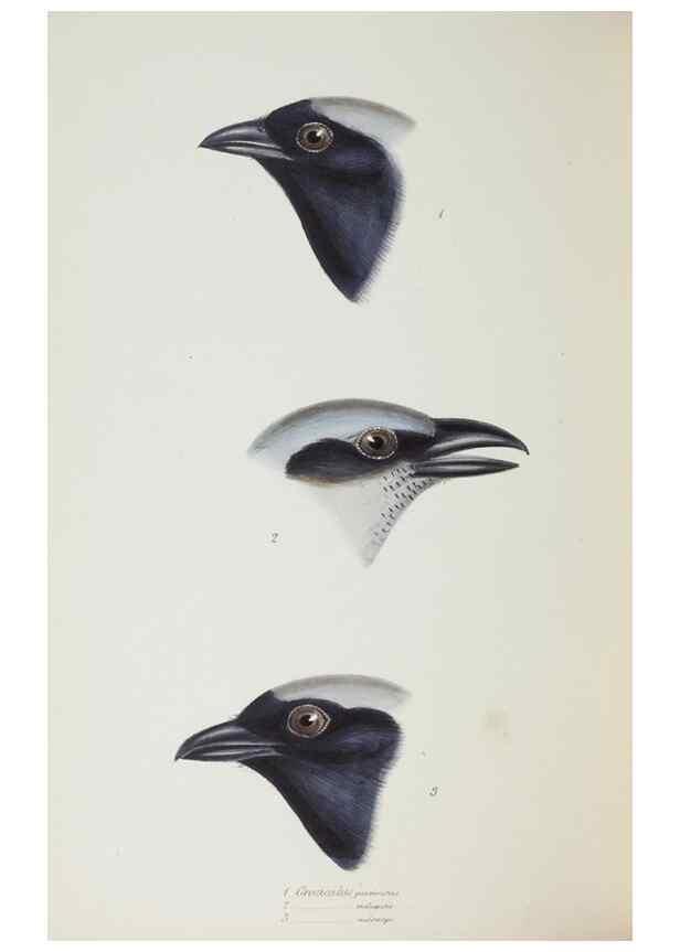 Reproducción/Reproduction 29273821196: A synopsis of the birds of Australia, and the adjacent Islands /. London :John Gould,1837.