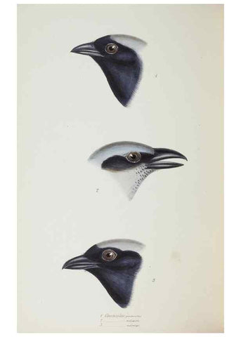 Reproducción/Reproduction 29273821196: A synopsis of the birds of Australia, and the adjacent Islands /. London :John Gould,1837.