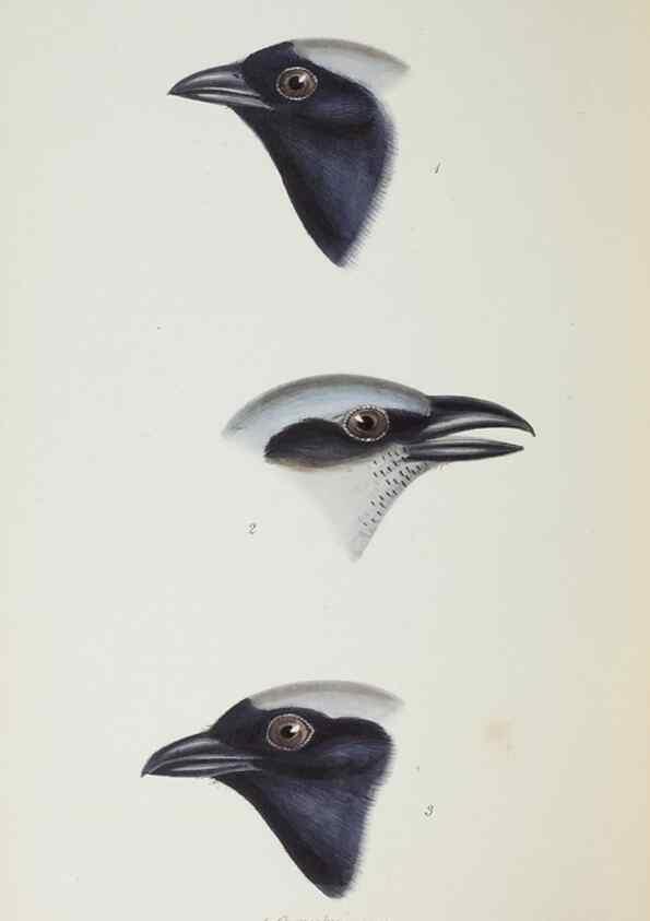 Reproducción/Reproduction 29273821196: A synopsis of the birds of Australia, and the adjacent Islands /. London :John Gould,1837.