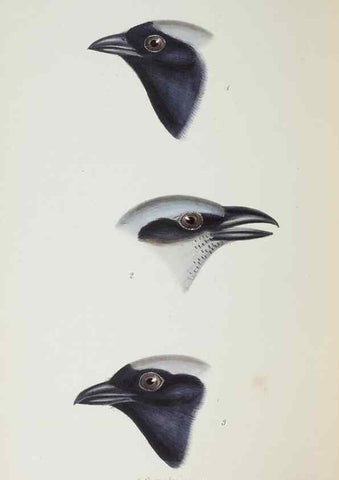 Reproducción/Reproduction 29273821196: A synopsis of the birds of Australia, and the adjacent Islands /. London :John Gould,1837.