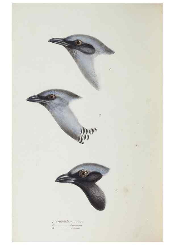 Reproducción/Reproduction 29273823506: A synopsis of the birds of Australia, and the adjacent Islands /. London :John Gould,1837.