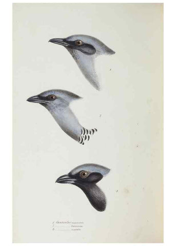 Reproducción/Reproduction 29273823506: A synopsis of the birds of Australia, and the adjacent Islands /. London :John Gould,1837.