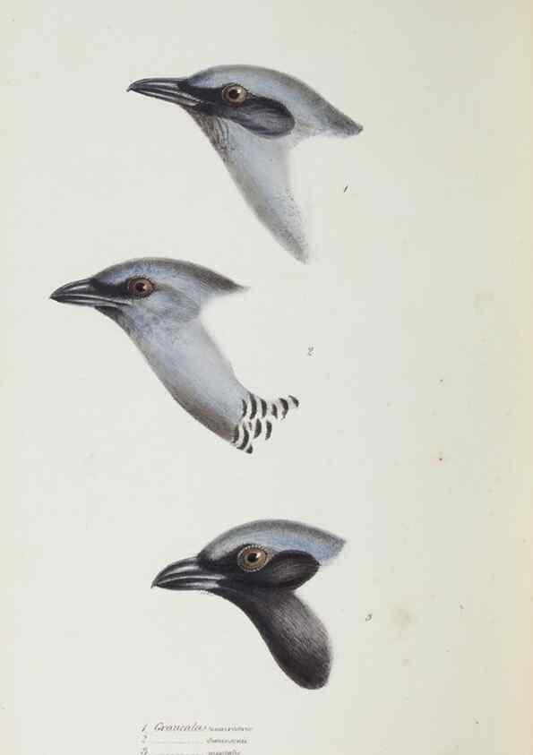 Reproducción/Reproduction 29273823506: A synopsis of the birds of Australia, and the adjacent Islands /. London :John Gould,1837.