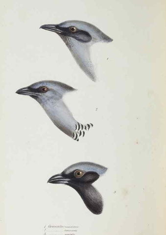 Reproducción/Reproduction 29273823506: A synopsis of the birds of Australia, and the adjacent Islands /. London :John Gould,1837.