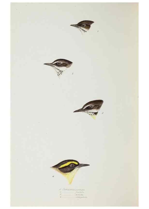 Reproducción/Reproduction 29229024881: A synopsis of the birds of Australia, and the adjacent Islands /. London :John Gould,1837.