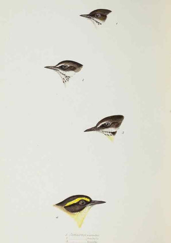 Reproducción/Reproduction 29229024881: A synopsis of the birds of Australia, and the adjacent Islands /. London :John Gould,1837.