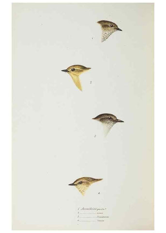 Reproducción/Reproduction 28686951373: A synopsis of the birds of Australia, and the adjacent Islands /. London :John Gould,1837.
