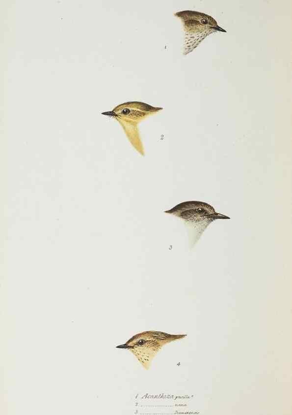 Reproducción/Reproduction 28686951373: A synopsis of the birds of Australia, and the adjacent Islands /. London :John Gould,1837.