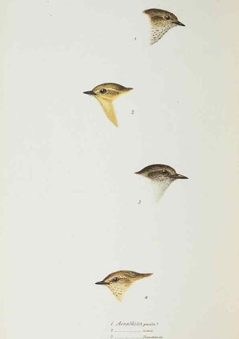 Reproducción/Reproduction 28686951373: A synopsis of the birds of Australia, and the adjacent Islands /. London :John Gould,1837.