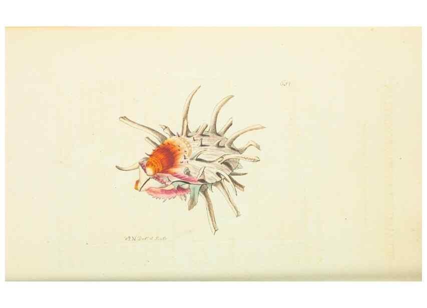 Reproducción/Reproduction 29064831360: The naturalist's miscellany, or Coloured figures of natural objects. London :Printed for Nodder & Co.,1789-1813