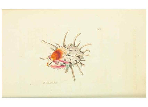 Reproducción/Reproduction 29064831360: The naturalist's miscellany, or Coloured figures of natural objects. London :Printed for Nodder & Co.,1789-1813