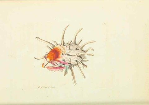 Reproducción/Reproduction 29064831360: The naturalist's miscellany, or Coloured figures of natural objects. London :Printed for Nodder & Co.,1789-1813