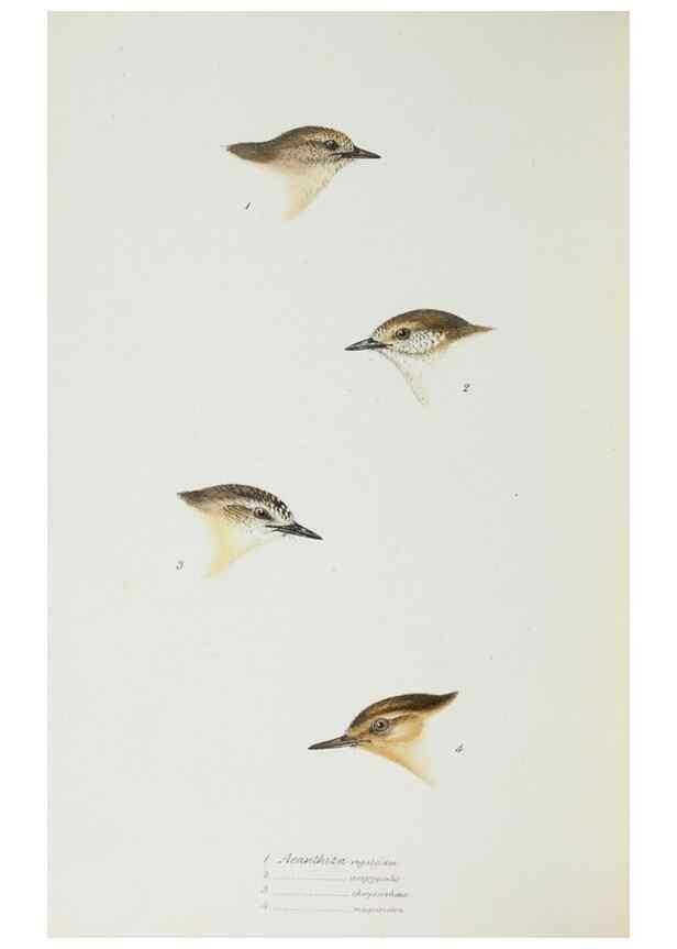 Reproducción/Reproduction 29307719975: A synopsis of the birds of Australia, and the adjacent Islands /. London :John Gould,1837.
