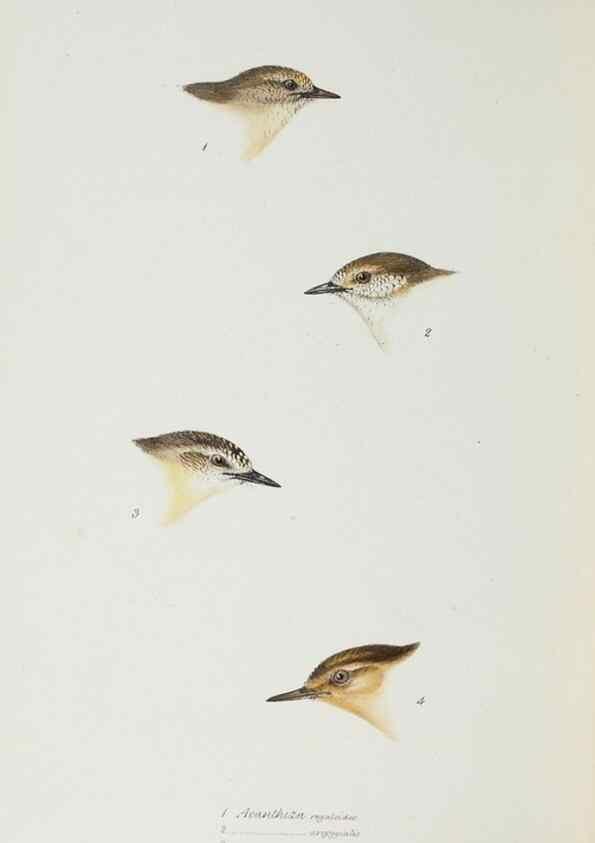Reproducción/Reproduction 29307719975: A synopsis of the birds of Australia, and the adjacent Islands /. London :John Gould,1837.