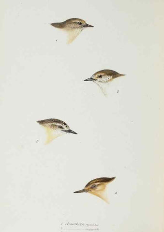 Reproducción/Reproduction 29307719975: A synopsis of the birds of Australia, and the adjacent Islands /. London :John Gould,1837.
