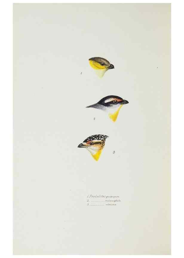 Reproducción/Reproduction 28685167264: A synopsis of the birds of Australia, and the adjacent Islands /. London :John Gould,1837.