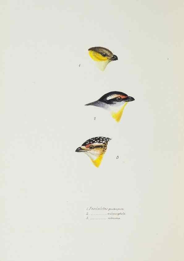 Reproducción/Reproduction 28685167264: A synopsis of the birds of Australia, and the adjacent Islands /. London :John Gould,1837.