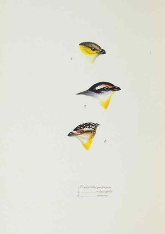 Reproducción/Reproduction 28685167264: A synopsis of the birds of Australia, and the adjacent Islands /. London :John Gould,1837.
