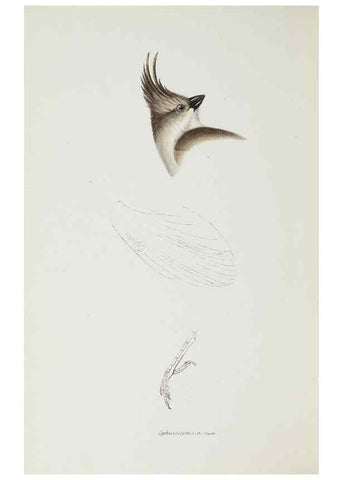 Reproducción/Reproduction 28686959033: A synopsis of the birds of Australia, and the adjacent Islands /. London :John Gould,1837.