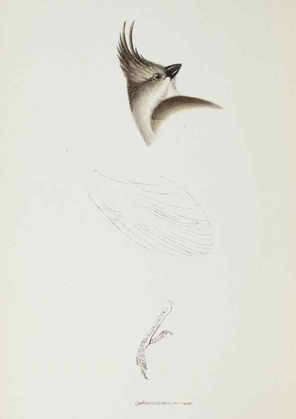 Reproducción/Reproduction 28686959033: A synopsis of the birds of Australia, and the adjacent Islands /. London :John Gould,1837.