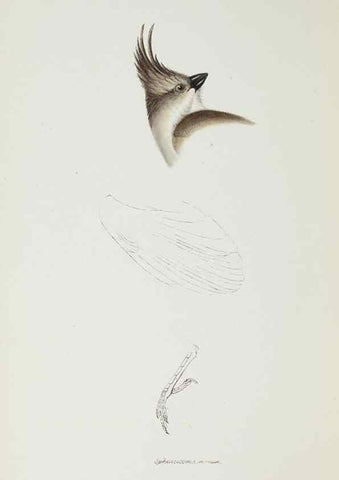 Reproducción/Reproduction 28686959033: A synopsis of the birds of Australia, and the adjacent Islands /. London :John Gould,1837.