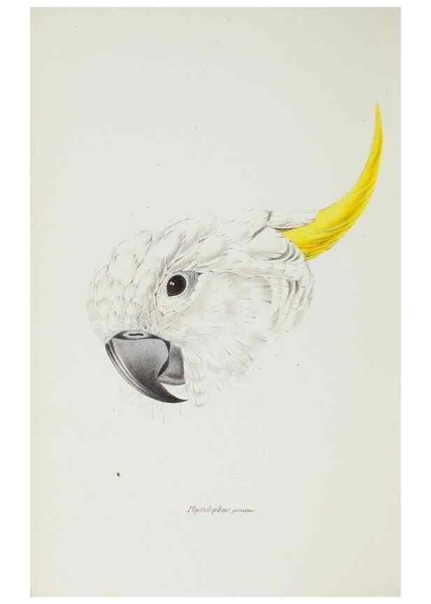 Reproducción/Reproduction 28685172634: A synopsis of the birds of Australia, and the adjacent Islands /. London :John Gould,1837.