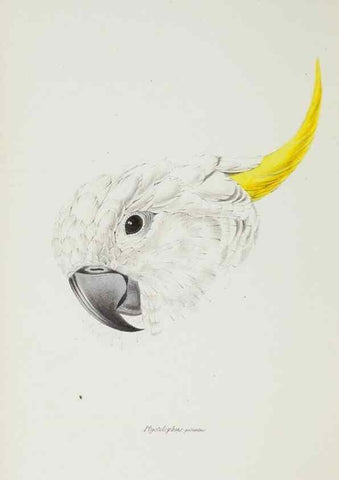 Reproducción/Reproduction 28685172634: A synopsis of the birds of Australia, and the adjacent Islands /. London :John Gould,1837.