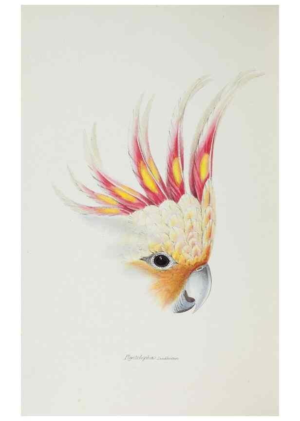 Reproducción/Reproduction 28686964963: A synopsis of the birds of Australia, and the adjacent Islands /. London :John Gould,1837.