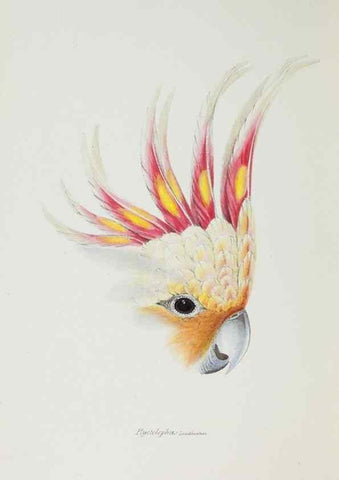 Reproducción/Reproduction 28686964963: A synopsis of the birds of Australia, and the adjacent Islands /. London :John Gould,1837.