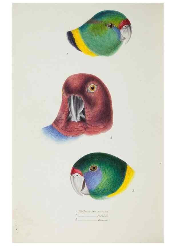 Reproducción/Reproduction 29199508492: A synopsis of the birds of Australia, and the adjacent Islands /. London :John Gould,1837.