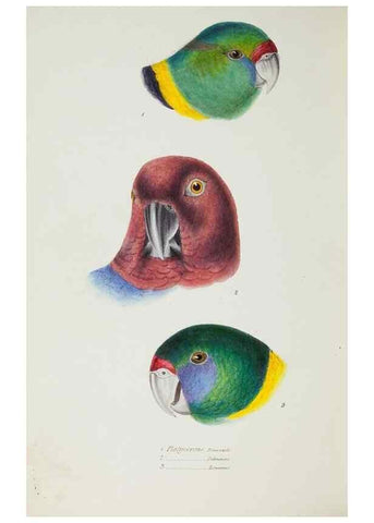 Reproducción/Reproduction 29199508492: A synopsis of the birds of Australia, and the adjacent Islands /. London :John Gould,1837.