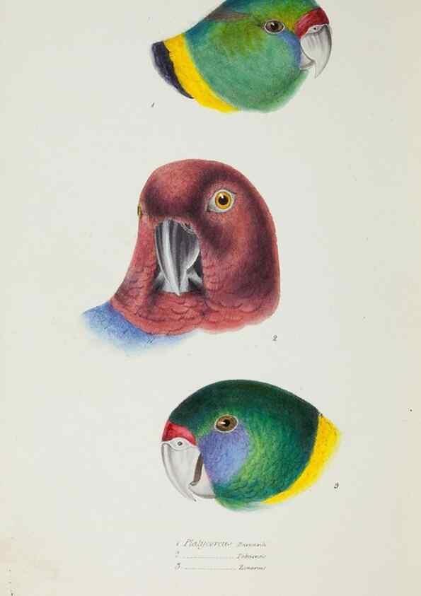 Reproducción/Reproduction 29199508492: A synopsis of the birds of Australia, and the adjacent Islands /. London :John Gould,1837.
