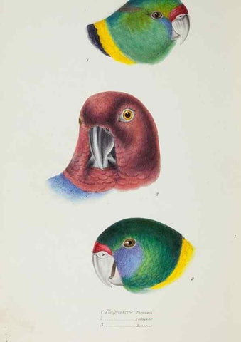 Reproducción/Reproduction 29199508492: A synopsis of the birds of Australia, and the adjacent Islands /. London :John Gould,1837.