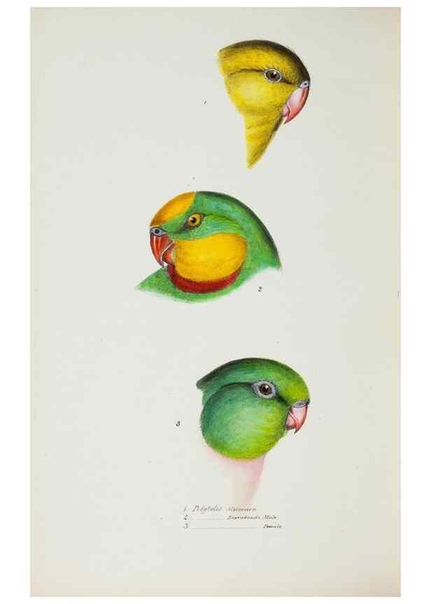 Reproducción/Reproduction 29307729905: A synopsis of the birds of Australia, and the adjacent Islands /. London :John Gould,1837.