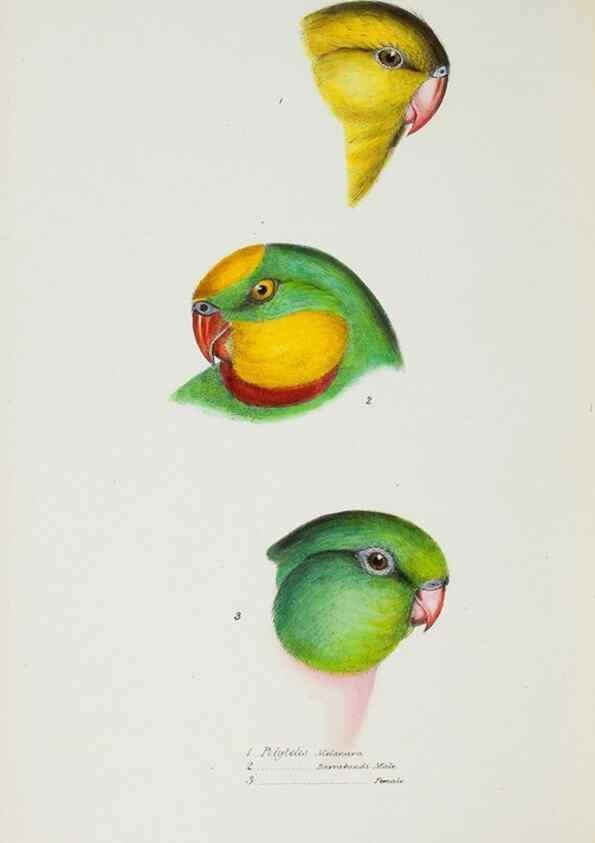 Reproducción/Reproduction 29307729905: A synopsis of the birds of Australia, and the adjacent Islands /. London :John Gould,1837.