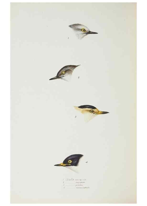 Reproducción/Reproduction 28685182004: A synopsis of the birds of Australia, and the adjacent Islands /. London :John Gould,1837.