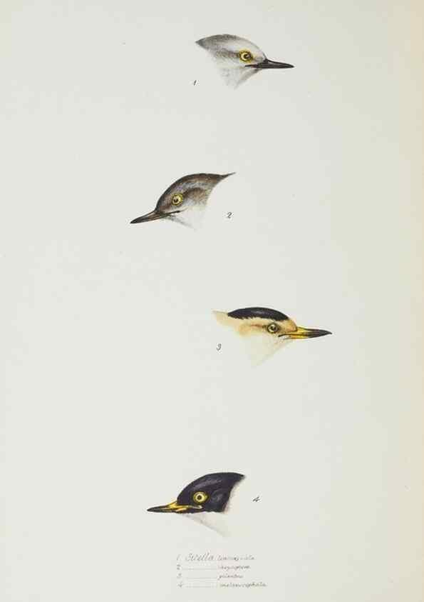 Reproducción/Reproduction 28685182004: A synopsis of the birds of Australia, and the adjacent Islands /. London :John Gould,1837.