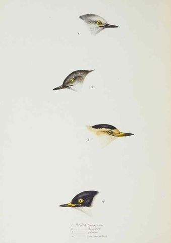 Reproducción/Reproduction 28685182004: A synopsis of the birds of Australia, and the adjacent Islands /. London :John Gould,1837.